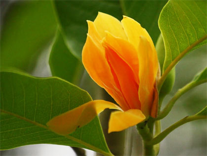 Greetings Card - Champa Flower
