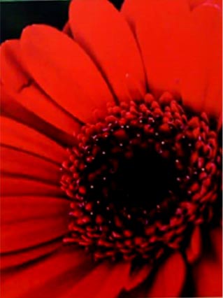 Red Flower Greetings Card with Wrapper and Ribbon
